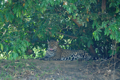 Jaguar at rest on a riverbank in the Brazilian Pantanal - Brazil