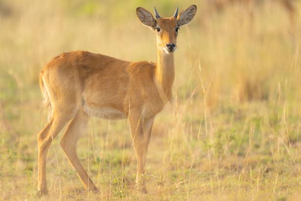 istock a gazelle looking directly into the camera with long brown grass 1482863402