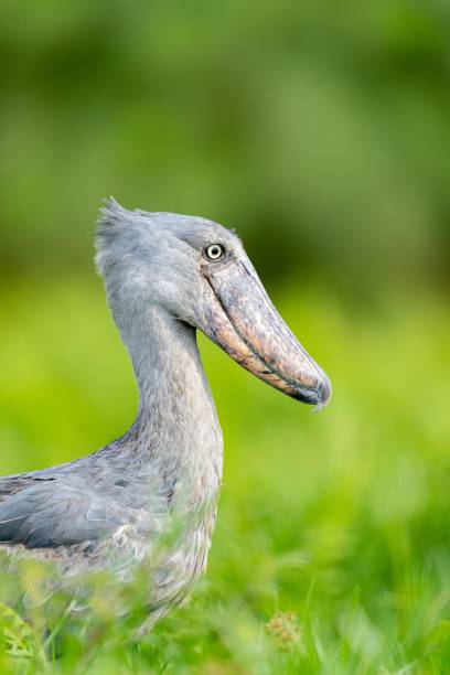 istock a Shoebill with gray feathers and a pink beak in the grass 1482863441