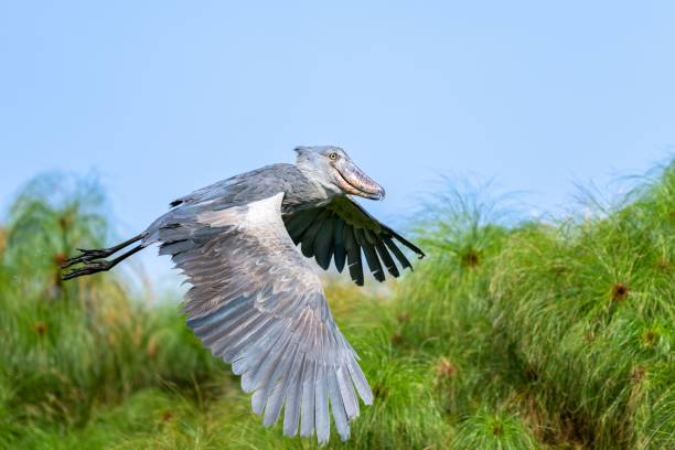 A Shoebill flying over green trees