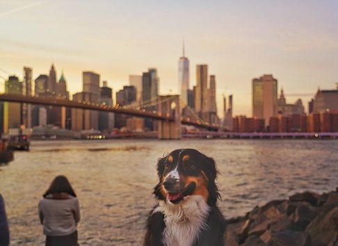 A dog at Brooklyn bridge