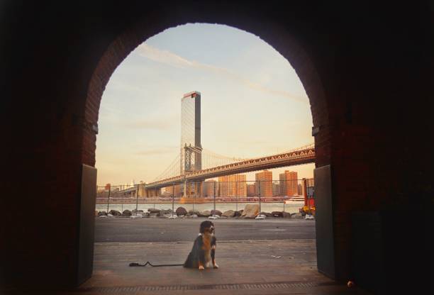 A dog at Brooklyn dumbo