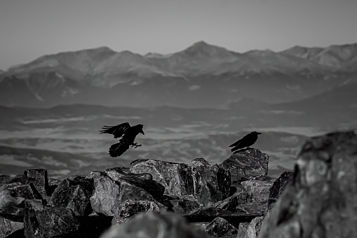 Two birds perched on top of a ridge line over looking a distant Colorado mountain range.