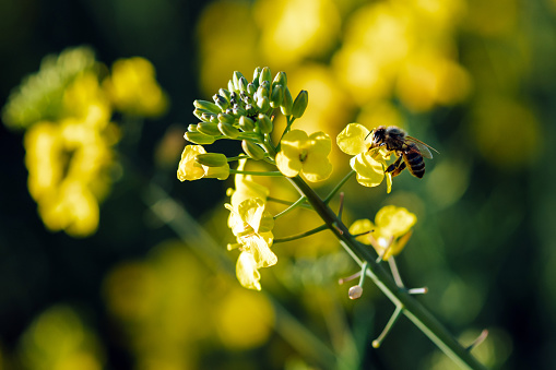 Close up of bee pollinating rapeseed crops in the agricultural field