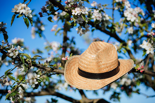 Farmer straw hat on blooming apple tree in the garden