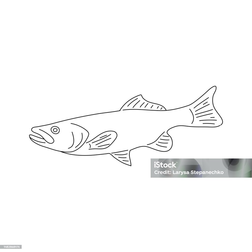 Haddock Quick Drawing Haddock Fish Hand Drawing Vector Illustration Stock Illustration ...