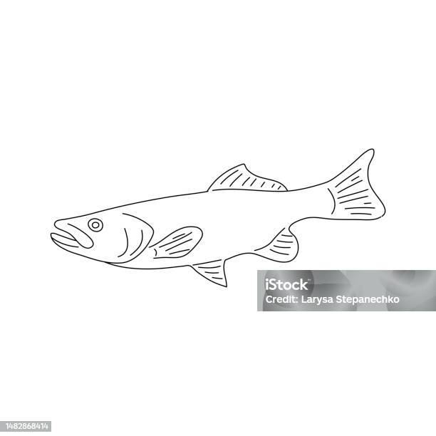 Haddock Quick Drawing Haddock Fish Hand Drawing Vector Illustration Stock Illustration ...
