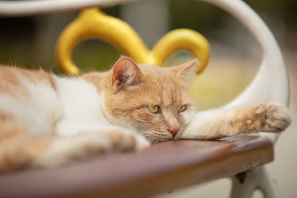 The cat is a domestic species of small carnivorous mammal. It is the only domesticated species in the family Felidae and is commonly referred to as the domestic cat or house cat to distinguish it from the wild members of the family.