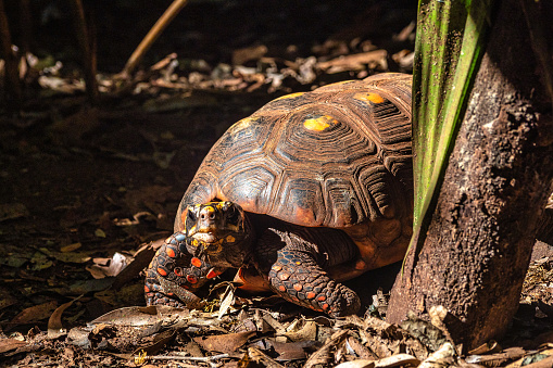 La tortuga de patas rojas (Chelonoidis carbonarius) es una especie de tortuga del norte de Sudamérica. photo