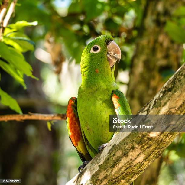 Whiteeyed Parakeet Psittacara Leucophthalmus In Iguazu National Park Foz Do Iguacu Brazil Stock Photo - Download Image Now