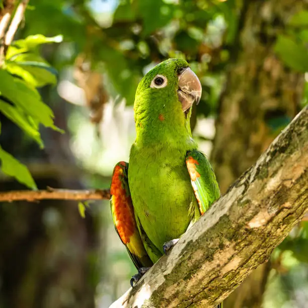 Periquitao-maracana, White-eyed Parakeet, Psittacara leucophthalmus in Iguazu National park, Foz do Iguacu, Parana State, Brazil