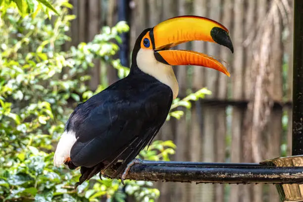 Toco toucan at the Bird Park Parque Das Aves, located in the town of Foz do Iguacu, near the famous Iguacu Falls right on the border between Brazil, Argentina and Paraguay.