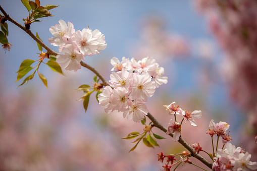 A cherry blossom, also known as Japanese cherry or sakura, is a flower of many trees of genus Prunus or Prunus subg. Cerasus.