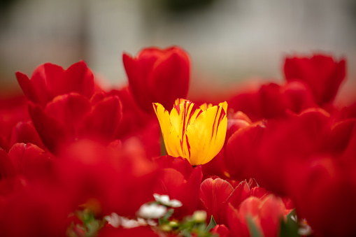 Like a golden cup, this single yellow Tulip is opened and bright like the sun. The dark stamen stand in stark contrast and a small streak of red can be seen on the tip of a far petal. Green Tulip leaves surround in soft focus.