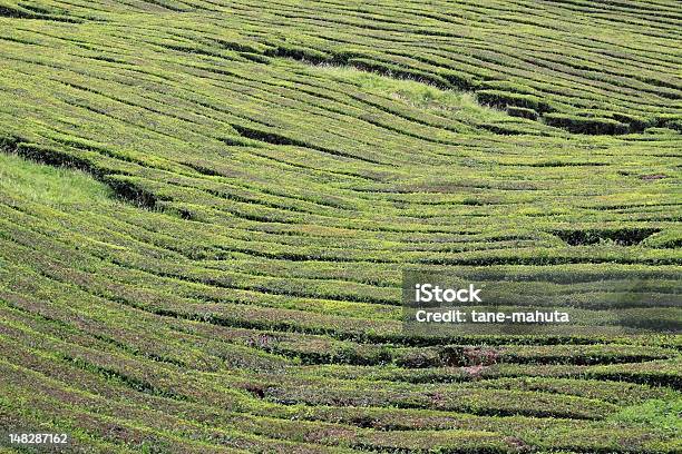 Herbata Plantation - zdjęcia stockowe i więcej obrazów Azory - Azory, Bez ludzi, Europa - Lokalizacja geograficzna