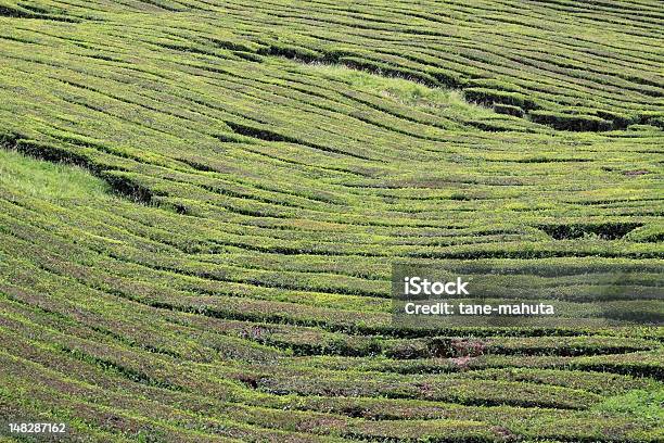 Plantação De Chá - Fotografias de stock e mais imagens de Agricultura - Agricultura, Ajardinado, Arquipélago dos Açores