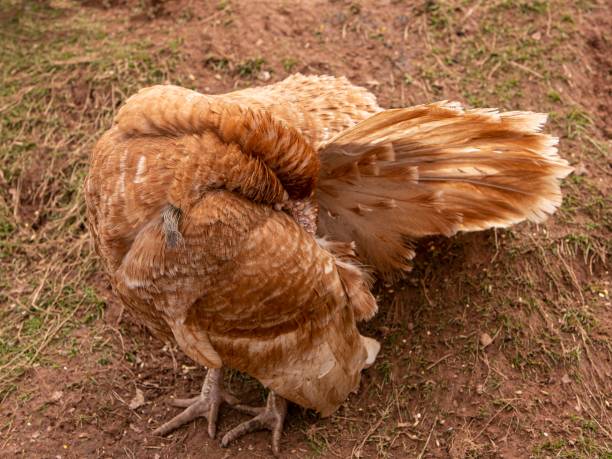 istock Bourbon Red Hen Turkey With Neck On It's Back Preening. 1482873019