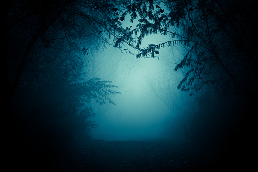 Magical Deep Foggy Forest. Park. Beautiful Scene Misty Old Forest with Sun Rays, Shadows and Fog