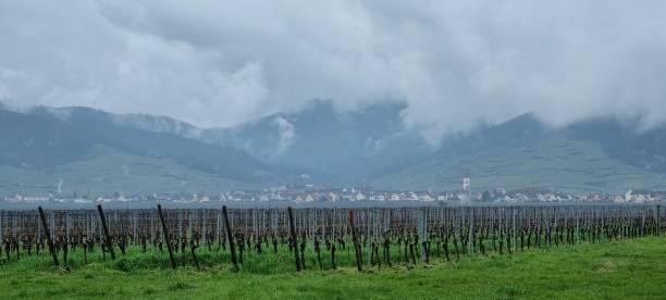 istock Dramatic cloudscape in springtime over Alsatian hills with vineyards and vines, as well as ancient church towers - Alsace, France, Europe 1482873304