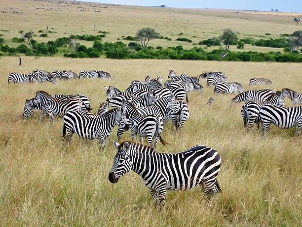 istock zebras at Masai Mara safari in Kenya 148287375