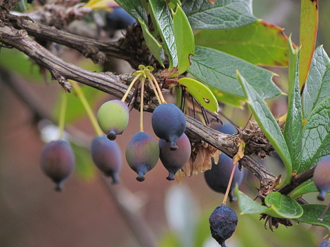 Michay Stock Photo Download Image Now Argentina, Beauty, Berry iStock