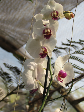 Planta ornamental, selva misionera argentina