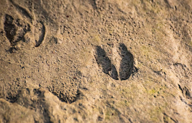 Seagull footprints on the sand of Marbella, Spain