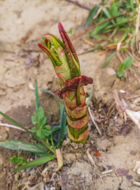 istock Young shoots of the Fallopia sachalinensis near the river 1482875116