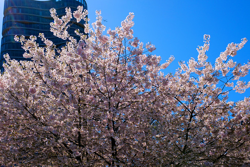 place for table of contents end of some video Canada Place banner place for advertising header text Pacific Ocean Skyline from city of Vancouver Canada BC 2023