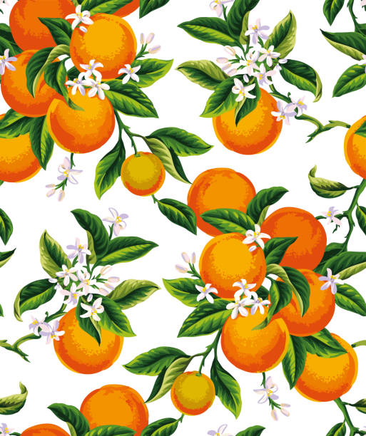 nahtloses muster mit orangen. zitrusfrüchte. botanische vektorillustration. - orange blossom orange tree flower stock-grafiken, -clipart, -cartoons und -symbole