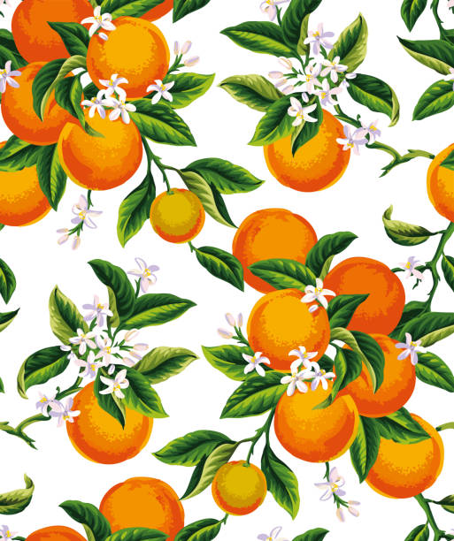 illustrazioni stock, clip art, cartoni animati e icone di tendenza di modello senza cuciture con arance. agrumi. illustrazione botanica vettoriale. - orange blossom orange tree flower