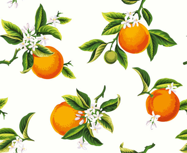 Seamless pattern with oranges. Citrus fruits.  Vector botanical illustration.