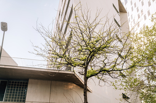 Buildings and trees in Barcelona