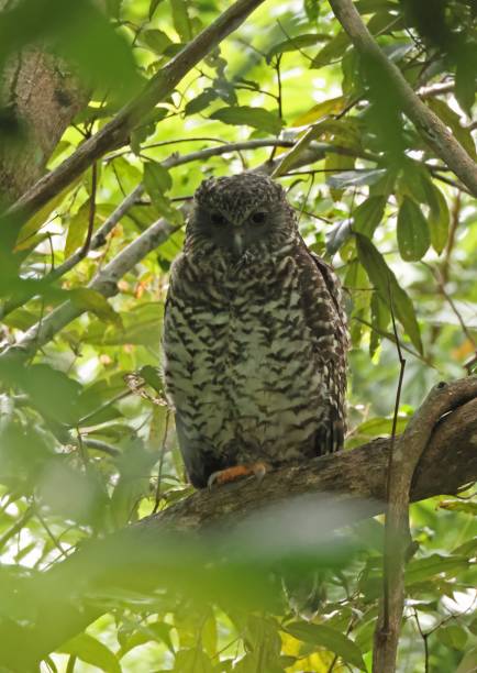 hibou puissant - powerful owl photos et images de collection