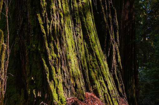 Close-up of lovely green moss on trunk of Redwood tree Jedidiah Smith Redwoods State Park