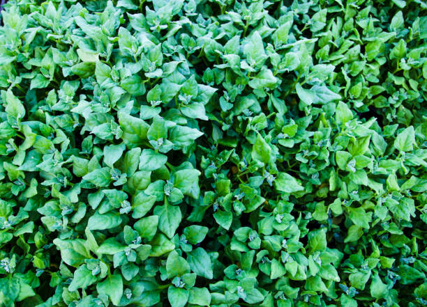 istock A Beautiful green leaves background in a garden. 1482879454
