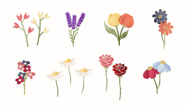 illustrazioni stock, clip art, cartoni animati e icone di tendenza di insieme botanico di fiori - tulip sunflower single flower flower