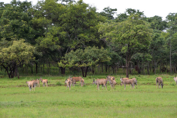Herd of elands in Zimbabwe