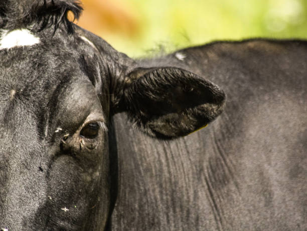istock a close up of a cow looking at the camera 1482881620