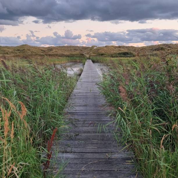 istock Footpath in the reeds 1482881701