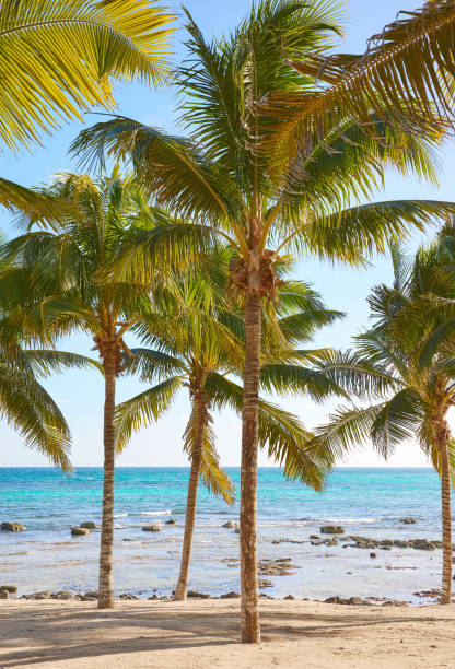 istock Beautiful tropical beach, summer holidays concept, Mexico. 1482883758