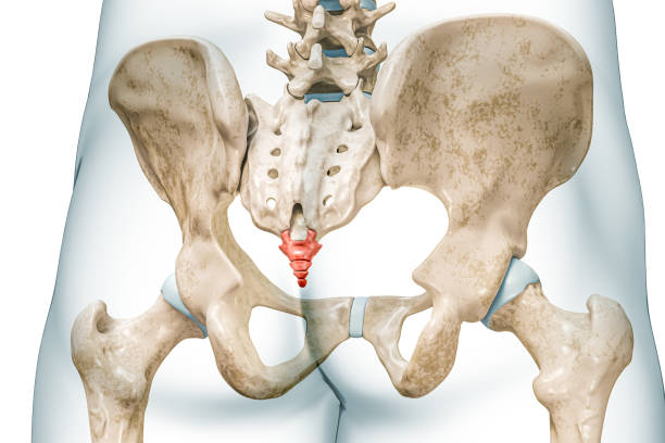 istock Coccyx bones back view in red color with body 3D rendering illustration isolated on white with copy space. Human skeleton anatomy, medical diagram, osteology, skeletal system, science concepts. 1482883777