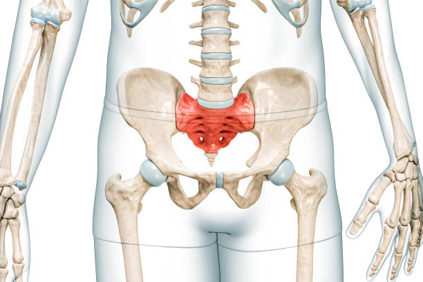 istock Sacrum bone in red color with body front view 3D rendering illustration isolated on white with copy space. Human skeleton anatomy, medical diagram, osteology, skeletal system, science concepts. 1482883809