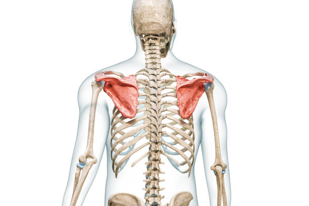 istock Scapula or shoulder blade bones in color with body 3D rendering illustration isolated on white with copy space. Human skeleton anatomy, medical diagram, skeletal system, science, biology concepts. 1482883819