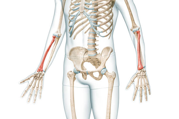 istock Radius forearm bone in red color with body 3D rendering illustration isolated on white with copy space. Human skeleton anatomy, medical diagram, osteology, skeletal system, science, biology concepts. 1482883824