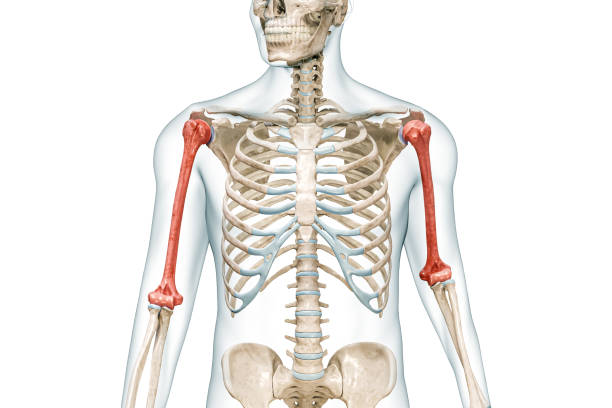 humerusarmknochen in roter farbe mit körper-3d-rendering-illustration isoliert auf weiß mit kopierraum. anatomie des menschlichen skeletts, medizinisches diagramm, osteologie, skelettsystem, wissenschaft, biologische konzepte. - isolated on white three dimensional accuracy arm stock-fotos und bilder