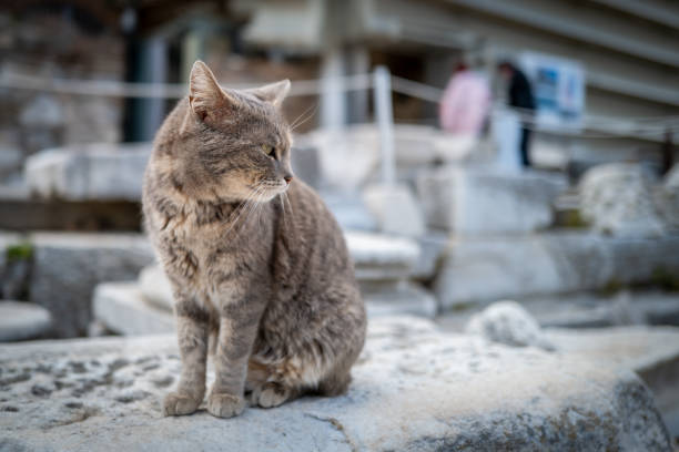 istock Portrait of cute light gray cat 1482885050