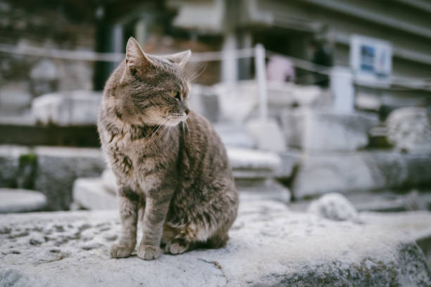 istock Portrait of cute light gray cat 1482885053