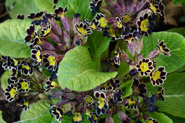 primrose silver lace black é uma variedade híbrida japonesa de prímula, cujos pedúnculos atingem 30 centímetros de altura. no período de abril a junho, esta prímula brilhante com flores florescerá. - leaf flower head bouquet daffodil - fotografias e filmes do acervo