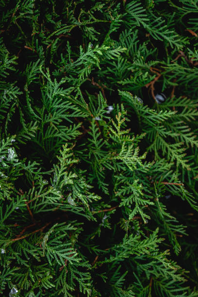 istock Green coniferous bush , thuja hedge texture close up. 1482885869